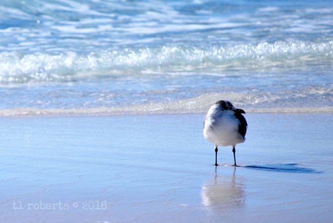 seagull wading along the shore