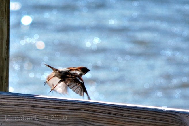 bird takes off in flight