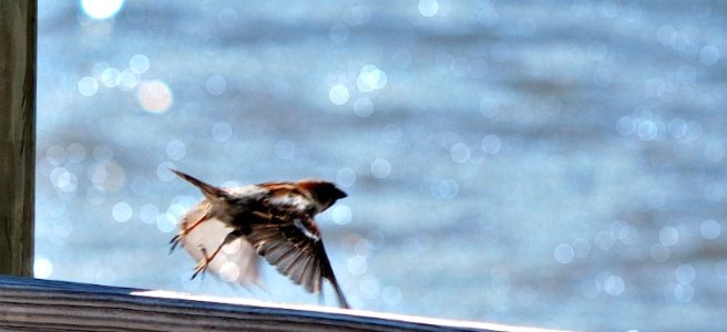 bird takes off in flight