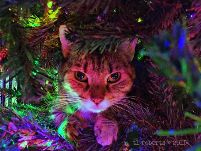 cat in a Christmas tree