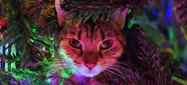 cat in a Christmas tree