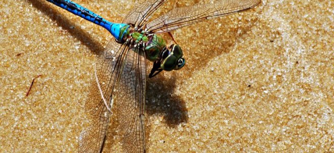 blue dragonfly