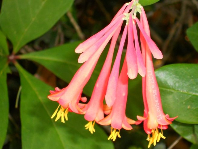 ruby honeysuckle blooms