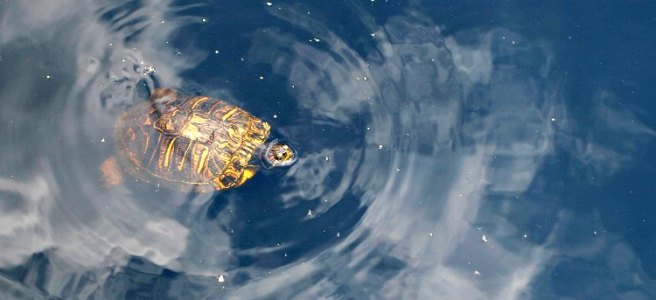 swimming turtle