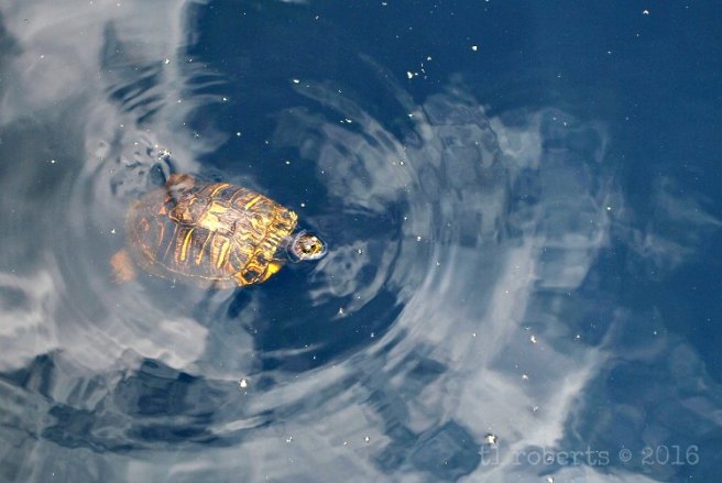 swimming turtle
