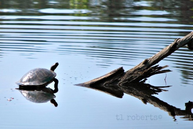 twinturtles