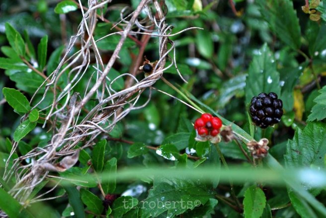 blackberries