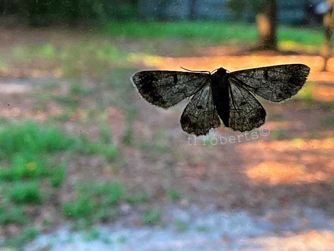 silhouette of small moth